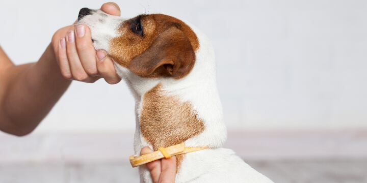 Cómo cuidar a perros y gatos de las picaduras de mosquitos. / WEB