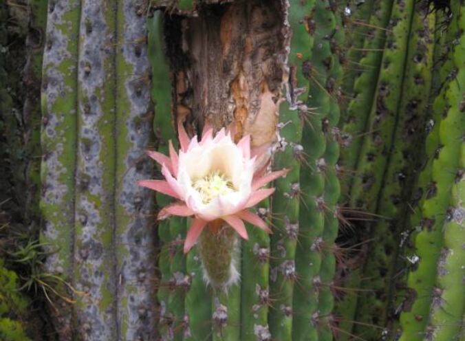 La vida florece en las tierras secas. Foto: Gentileza