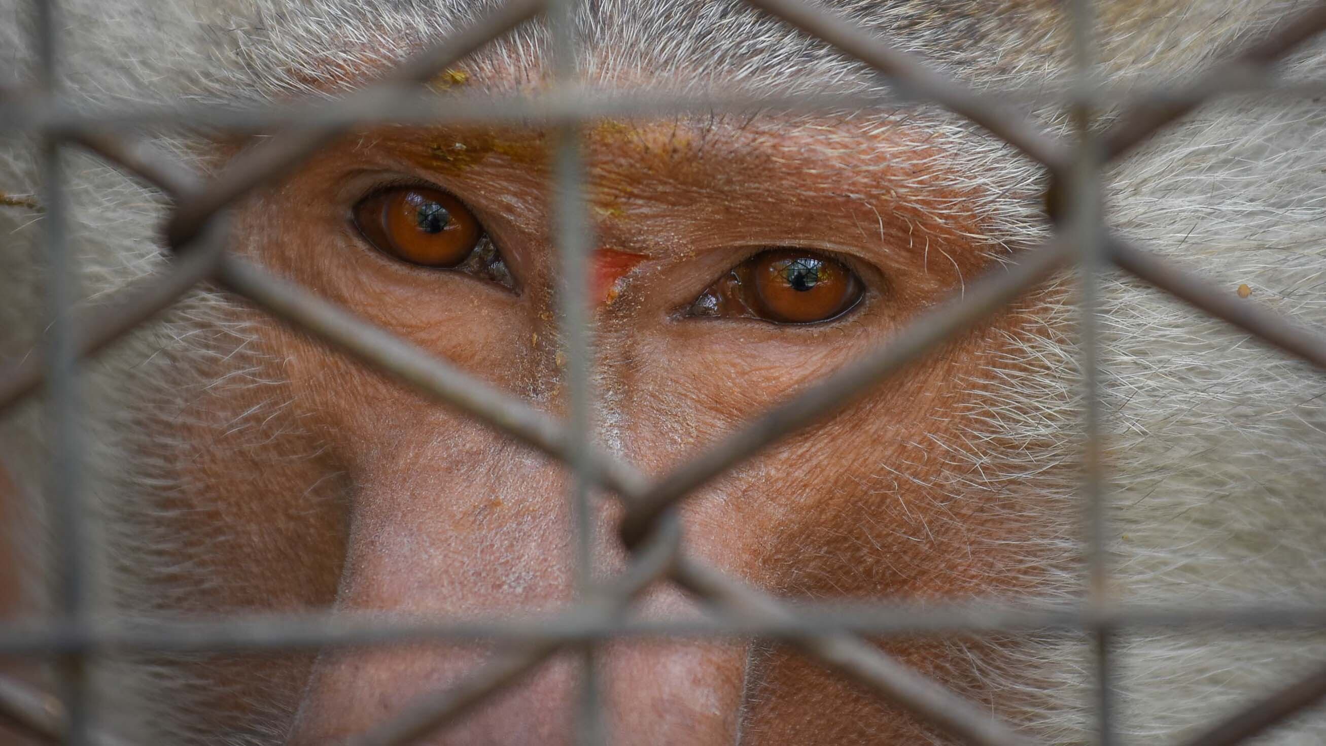 Ecoparque de Mendoza 
Jaula de los monos Papiones los cuales estan atravesando una superpoblación.
Mientras se esperan las obras en el actual Ecoparque algunos animales continuan en el ex zoo de Mendoza  Foto: Claudio Gutiérrez 
