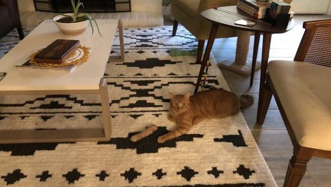 El felino está acostado en la alfombra acompañado de lo que, a primera vista, parece una de sus patas amputada