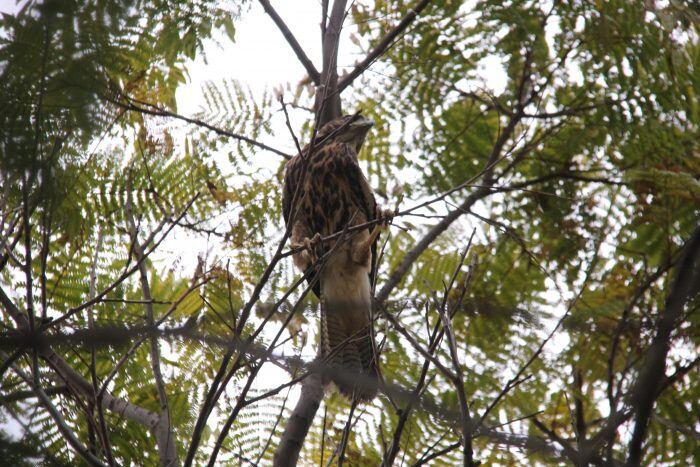 Fotos y videos: Así fue la liberación de 4 gavilanes en Mendoza, claves para el control natural de plagas. Foto: Prensa Gobierno de Mendoza