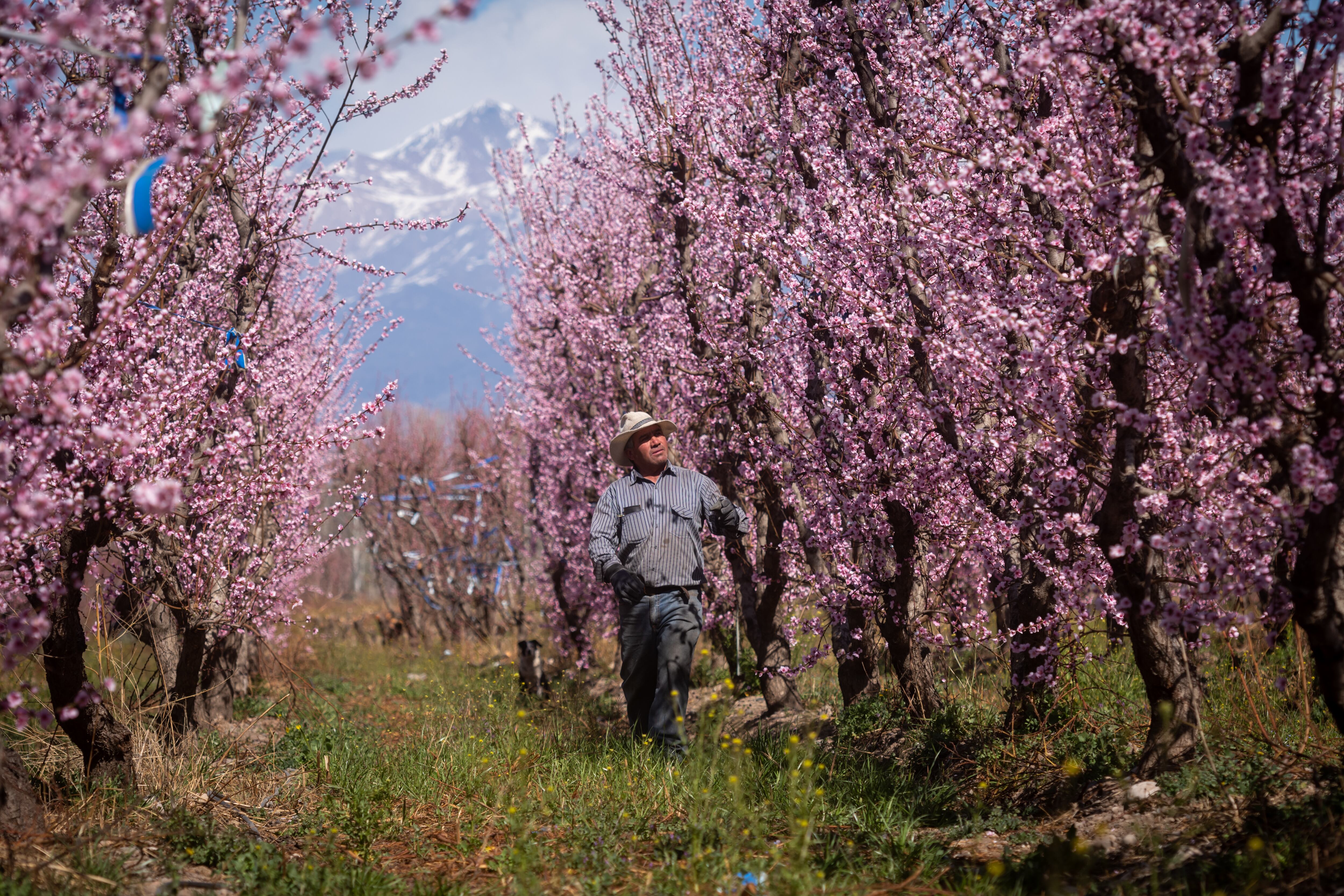 En el Valle de Uco, el trabajo ha sido constante en los últimos meses  a la espera de las bondades de la primavera.