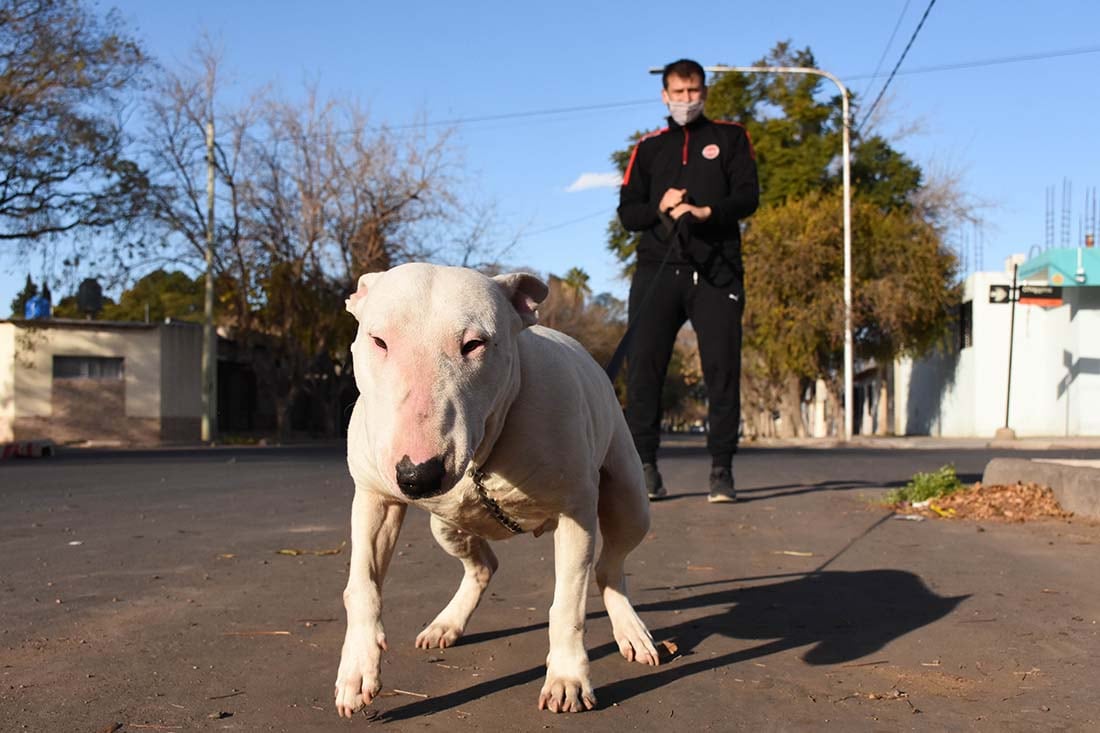 Perros peligrosos 
 Leandro Soria educa a sus perros de raza Bull Terrier.