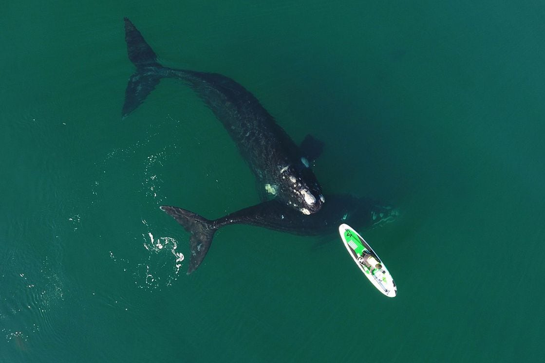 Las ballenas se acercaron a una mujer que navegaba en Puerto Madryn