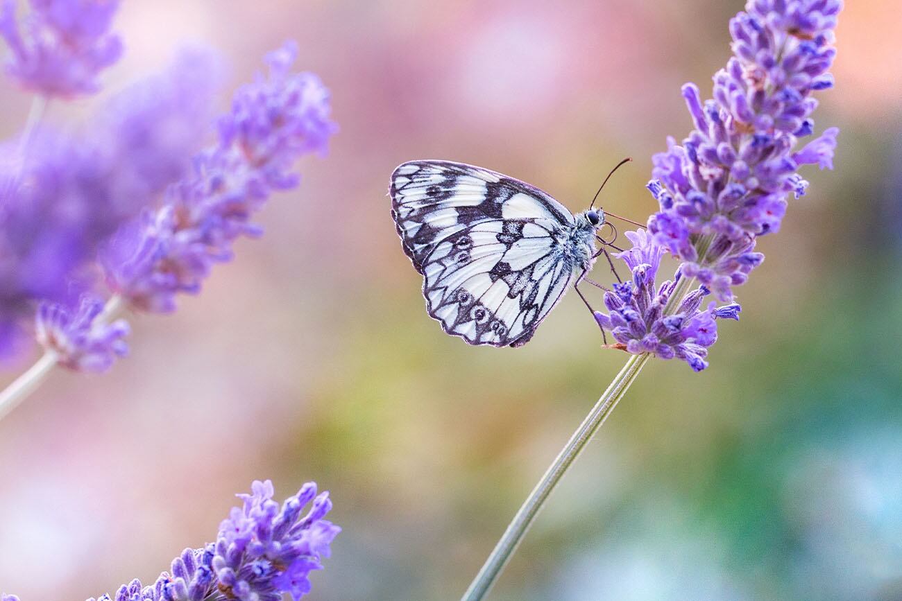 La lavanda repele polillas, pulgas, moscas y mosquitos. Freepik.