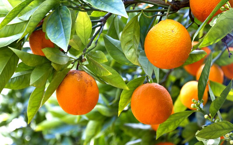 Una conducta típica de las plantas nuevas de cítricos, es que los primeros años producen pocas frutas, y estas encima se caen antes de madurar. Foto 123RF