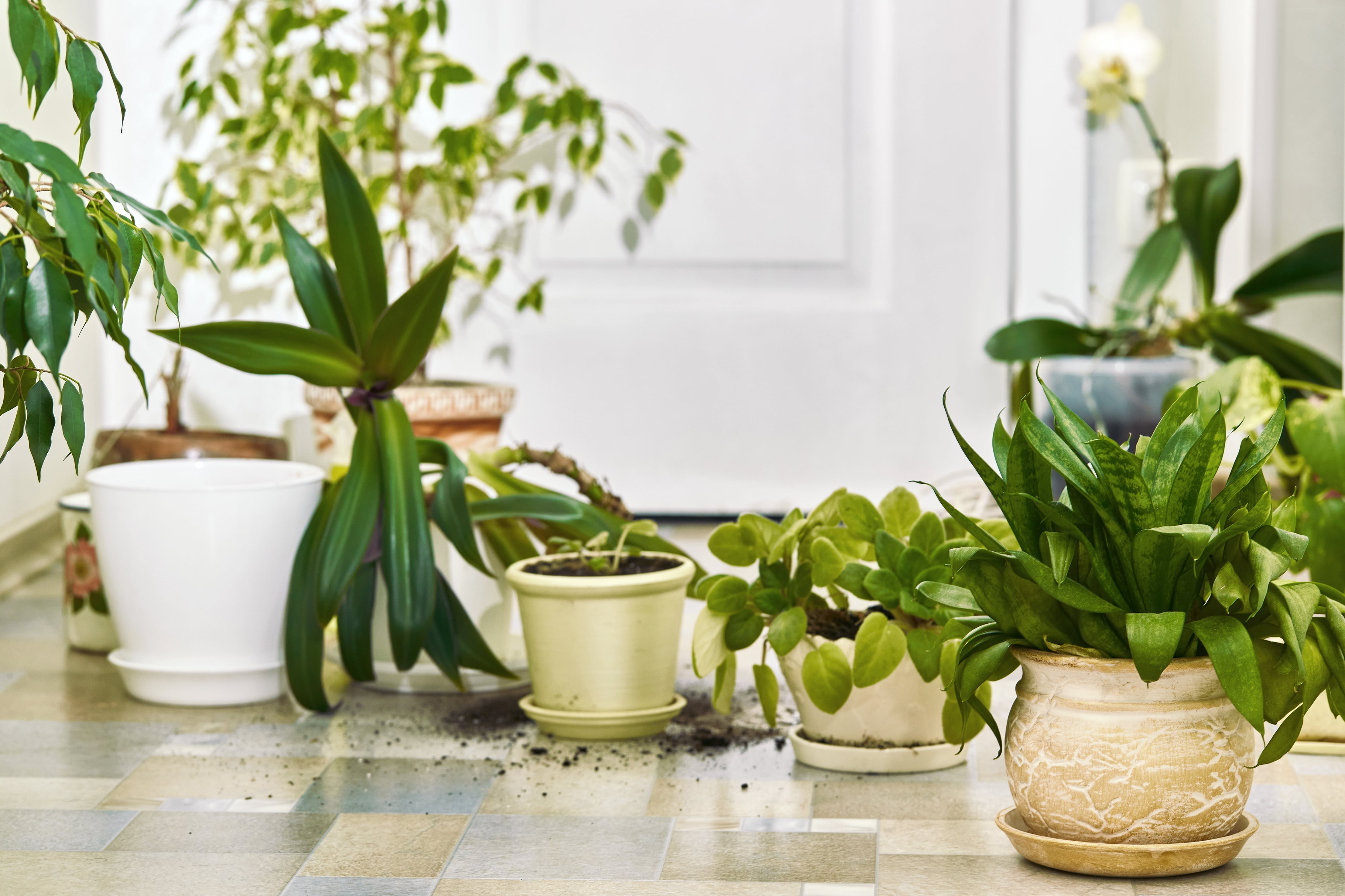 Las plantas de interior, originarias de lugares tropicales del planeta, padecen especialmente el aire seco de los acondicionadores, split y ventiladores. Foto 123RF.