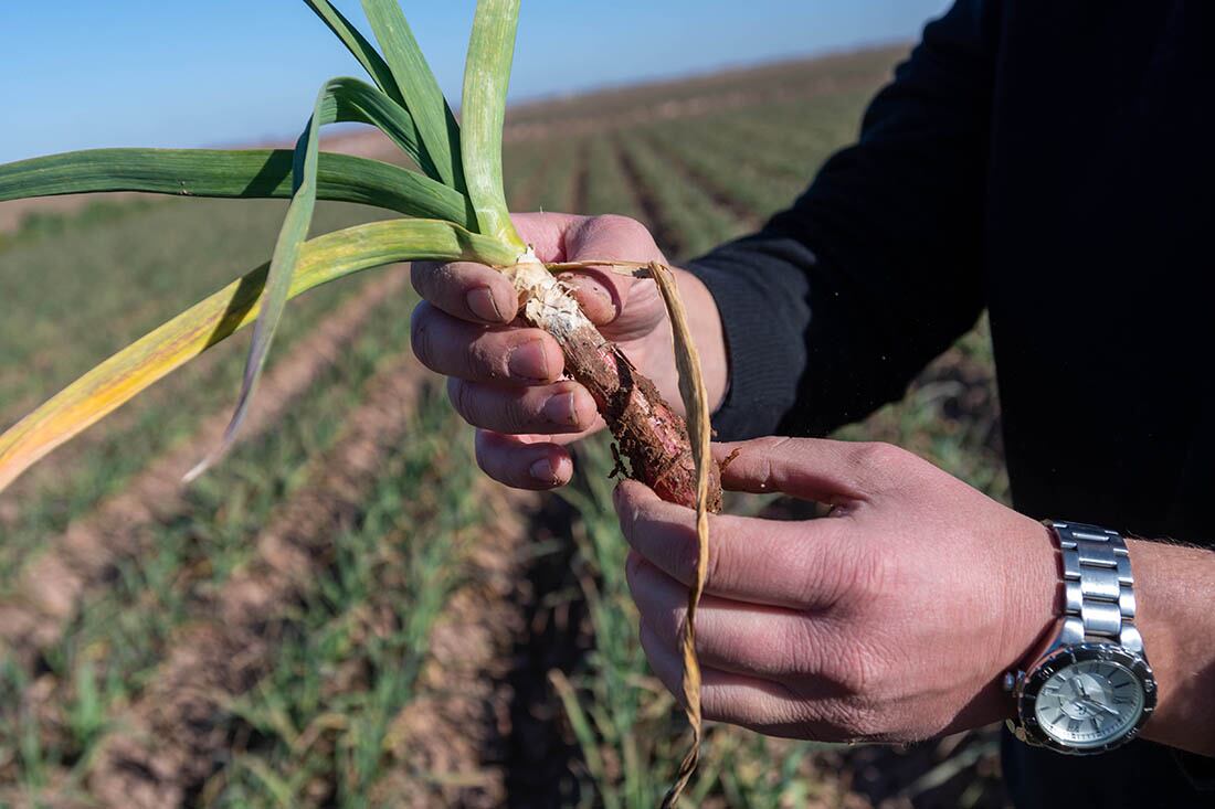 Cultivo de ajo. Foto: Ignacio Blanco / Los Andes 
