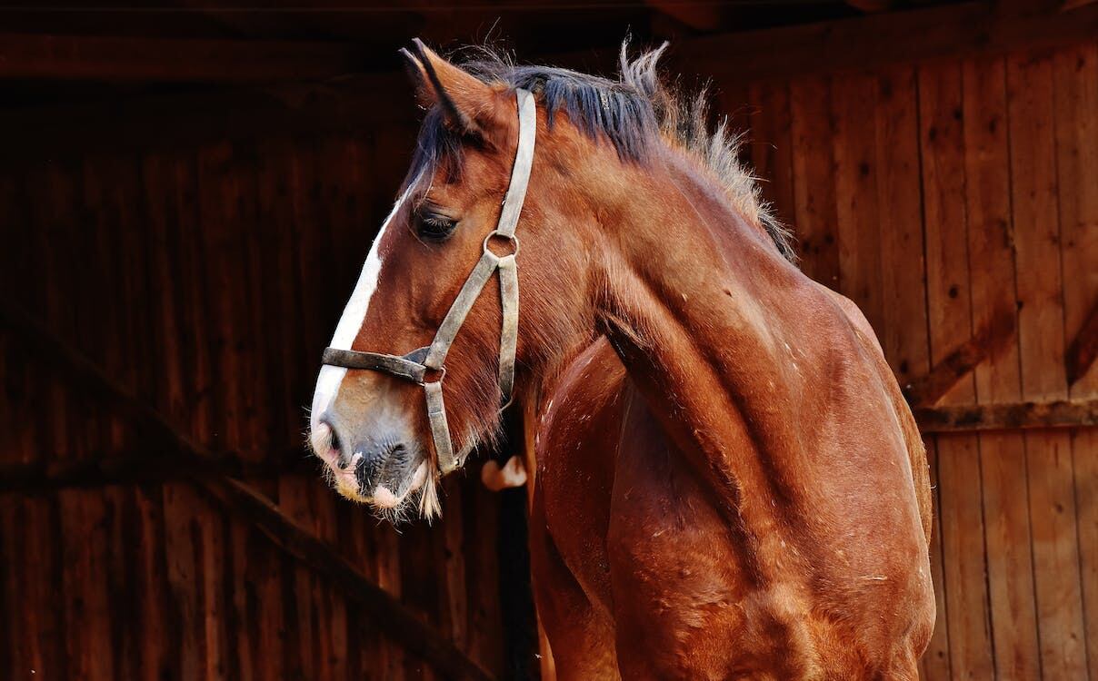 Se confirmó que la encefalomielitis equina está en Mendoza: dieron positivo las muestras de dos caballos fallecidos


 Foto: Pexels