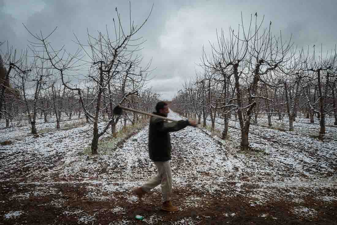 Ricardo Leyes en una finca en el Valle de Uco, camina frente a una plantación de almendros.
  en el día mas frío del año, donde  amaneció nevado