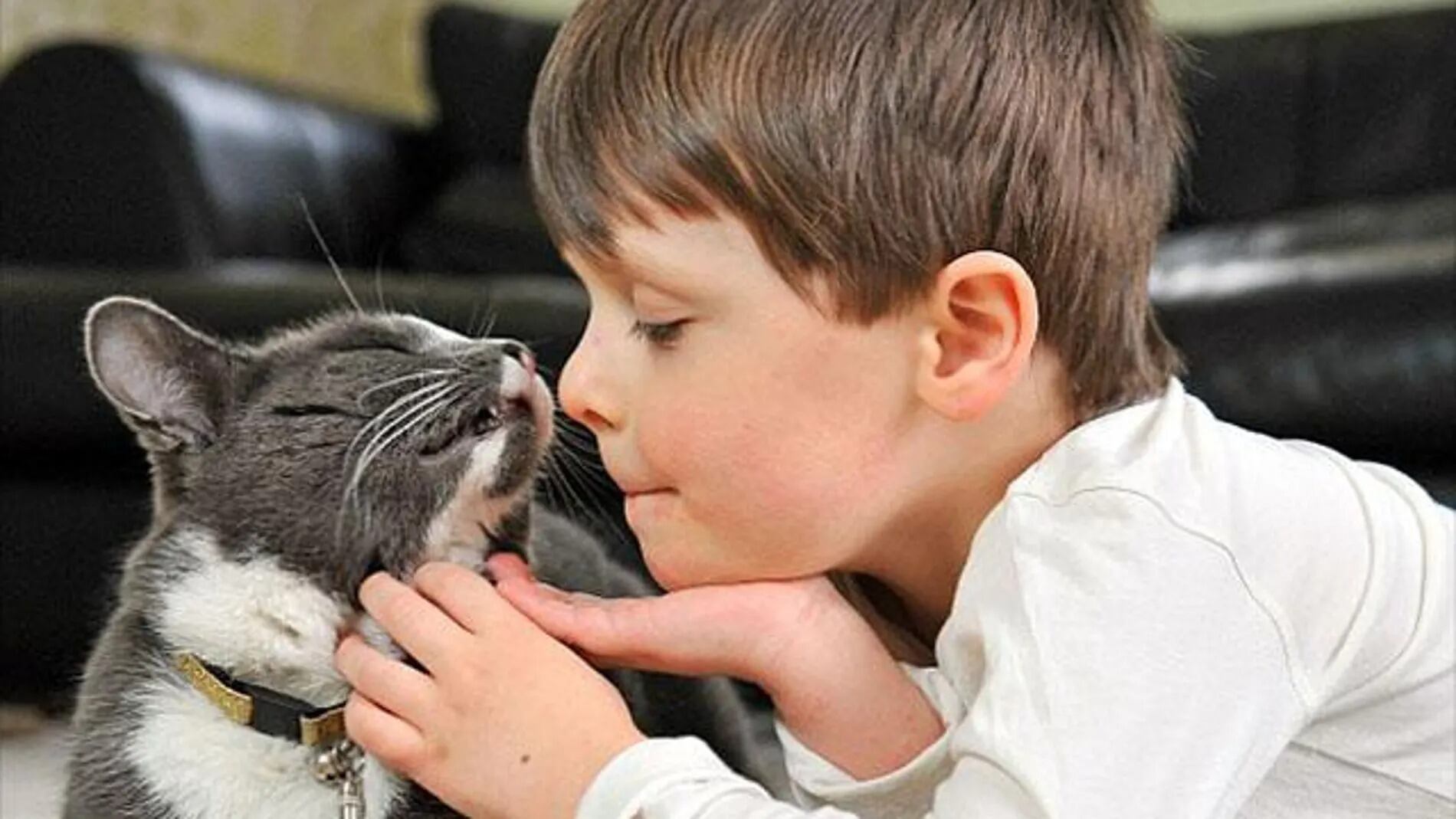 Aunque los gatos no demuestran su amor de manera tan evidente como otros animales, sus gestos sutiles pueden decir mucho.