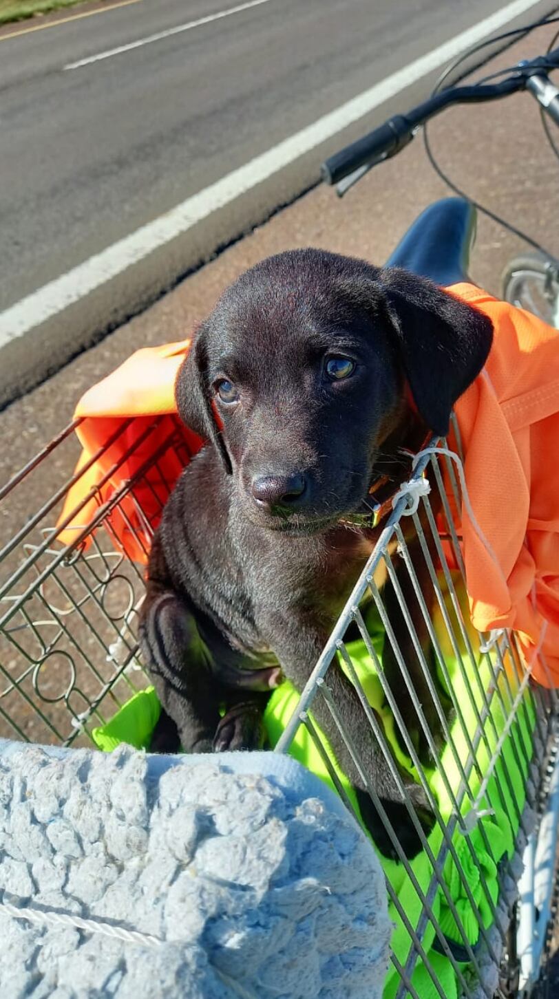 El cachorro de labrador que el joven llevaba de regalo.