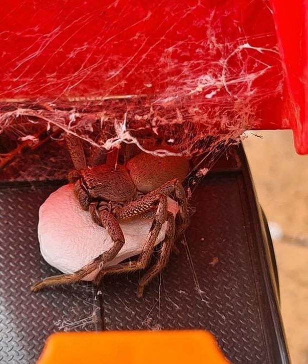 La araña estaba en el interior del juguete y custodiaba a su cría.