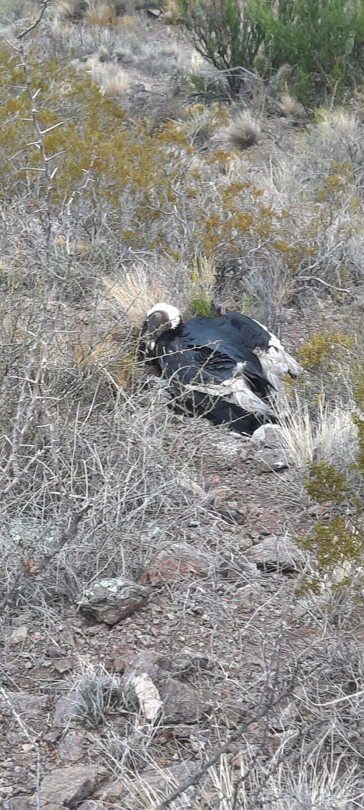 El cóndor rescatado sin poder volar al costado de un cerro evoluciona y aguardan por más estudios. Foto: Gentileza Fundación Cullunche