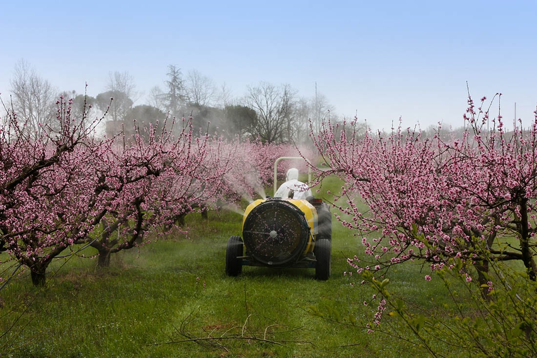 agricultural work, cask tractor sprays a chemical treatment in the orchard of peach with pink flowers