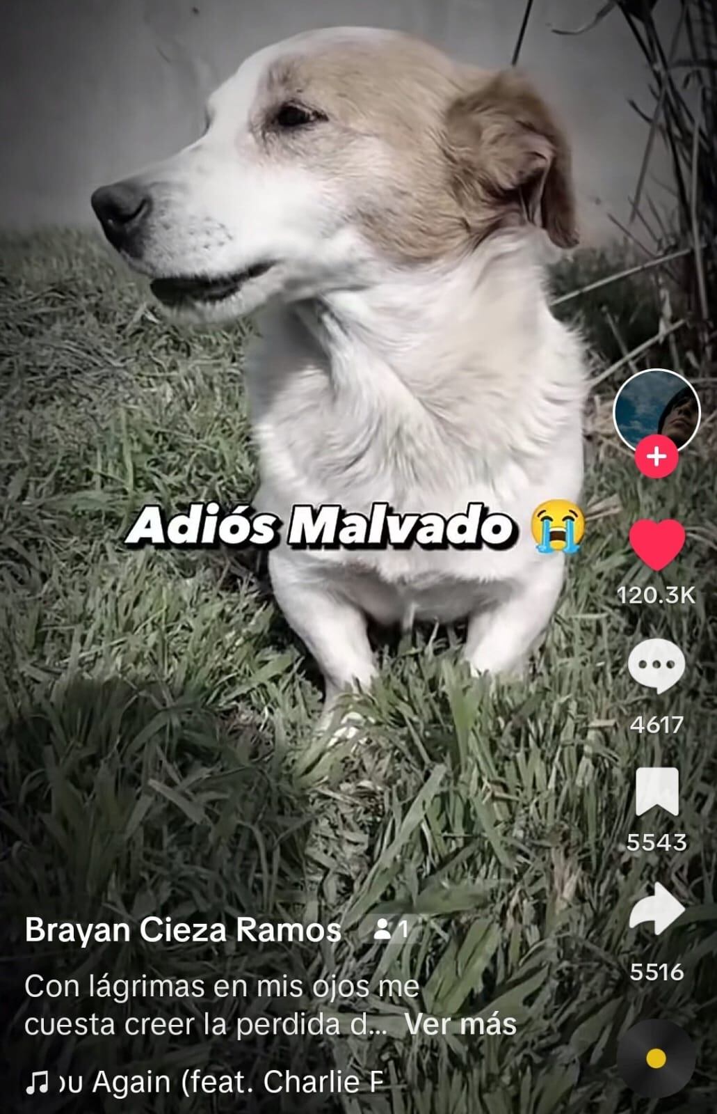 Murió el perrito malvado de Tiktok.