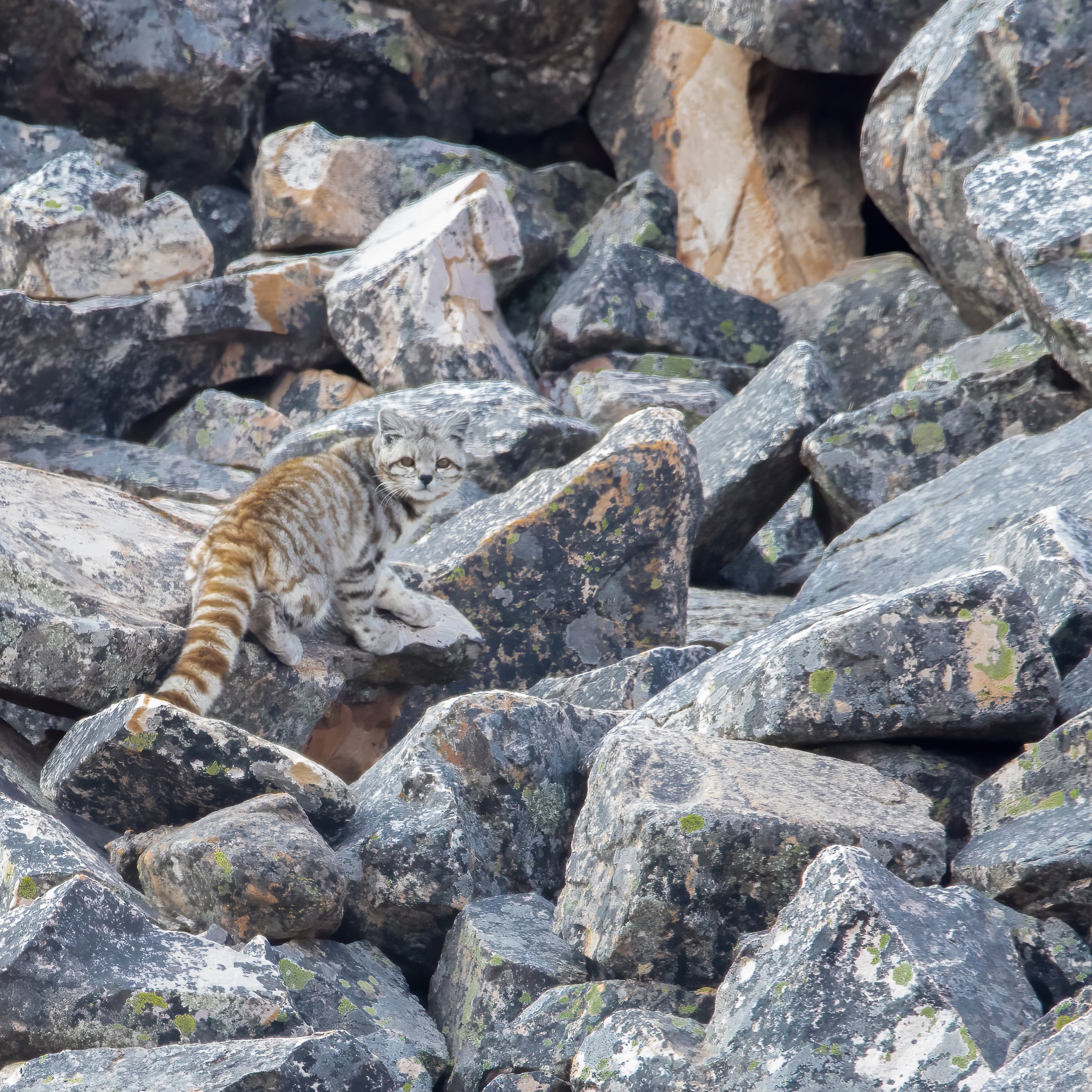 El gato andino, fotografiado por un cordobés que logró el hallazgo. (Fotos gentileza Hernán Rojo @hernán_rojo_)