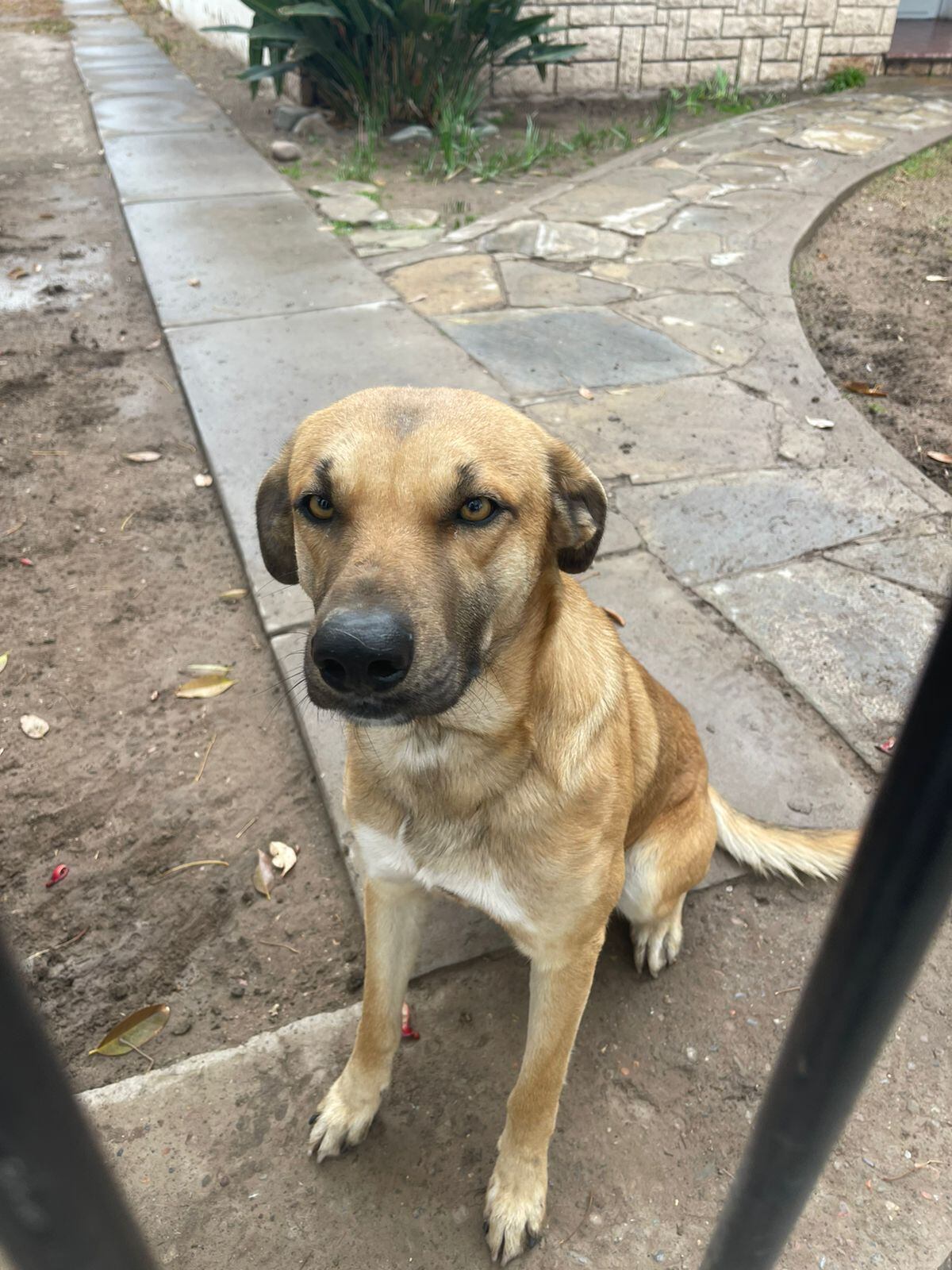 Amor puro: armaron el CV de un perrito para darlo en adopción y la descripción es imperdible. Foto: Agustina Riveros.