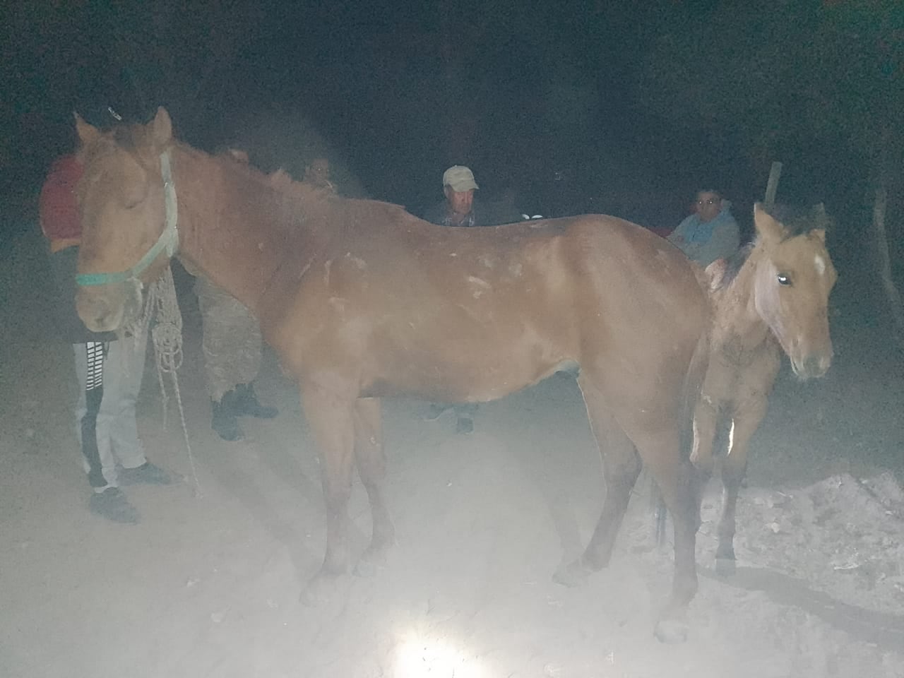 Caballos rescatados en San Martín.  Foto: Ministerio de Seguridad