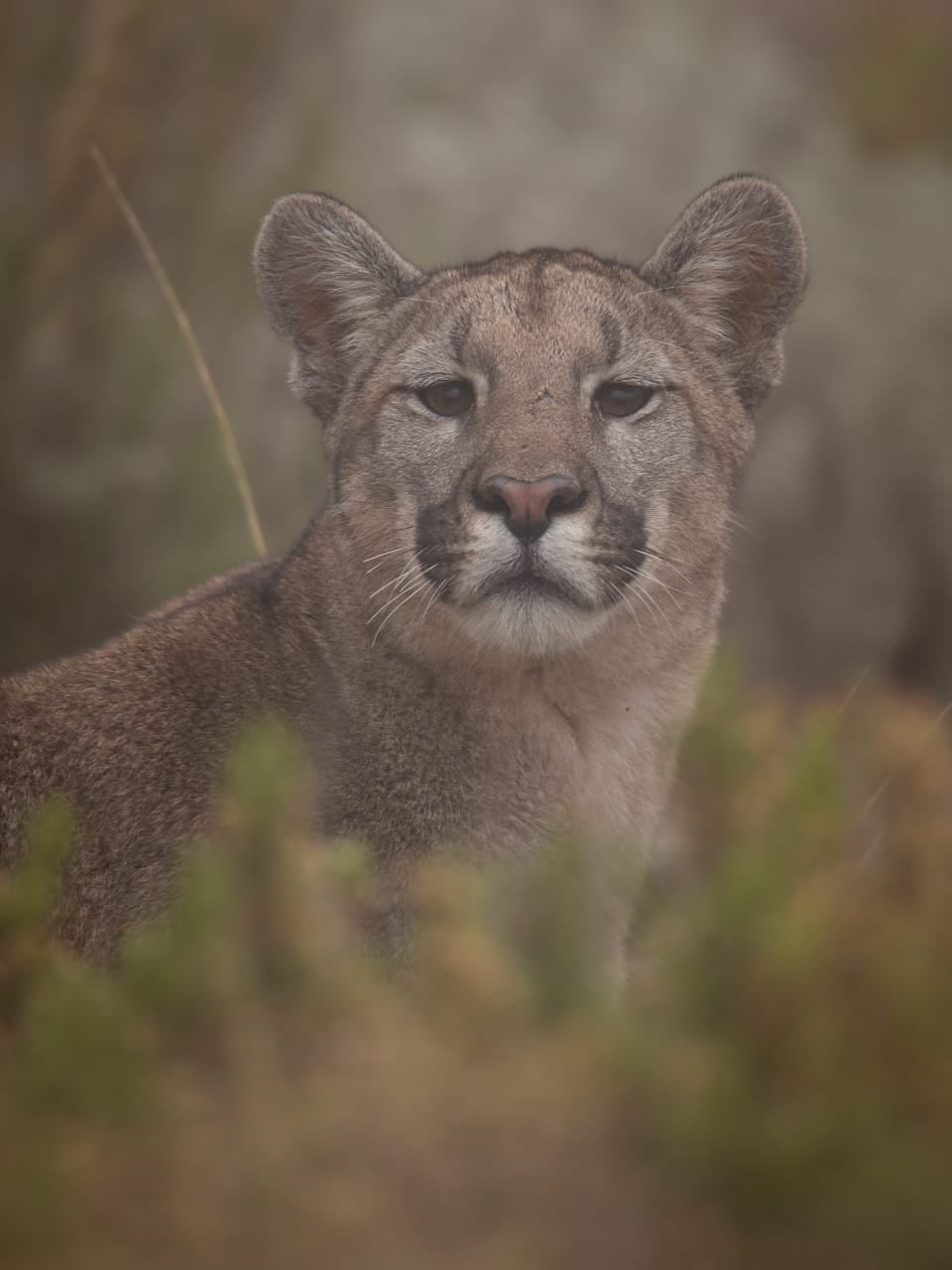 Las impactantes fotos de toda una familia de pumas en Villavicencio, tomadas hace un mes. Foto: Martín Pérez - Guardaparque Reserva Villavicencio