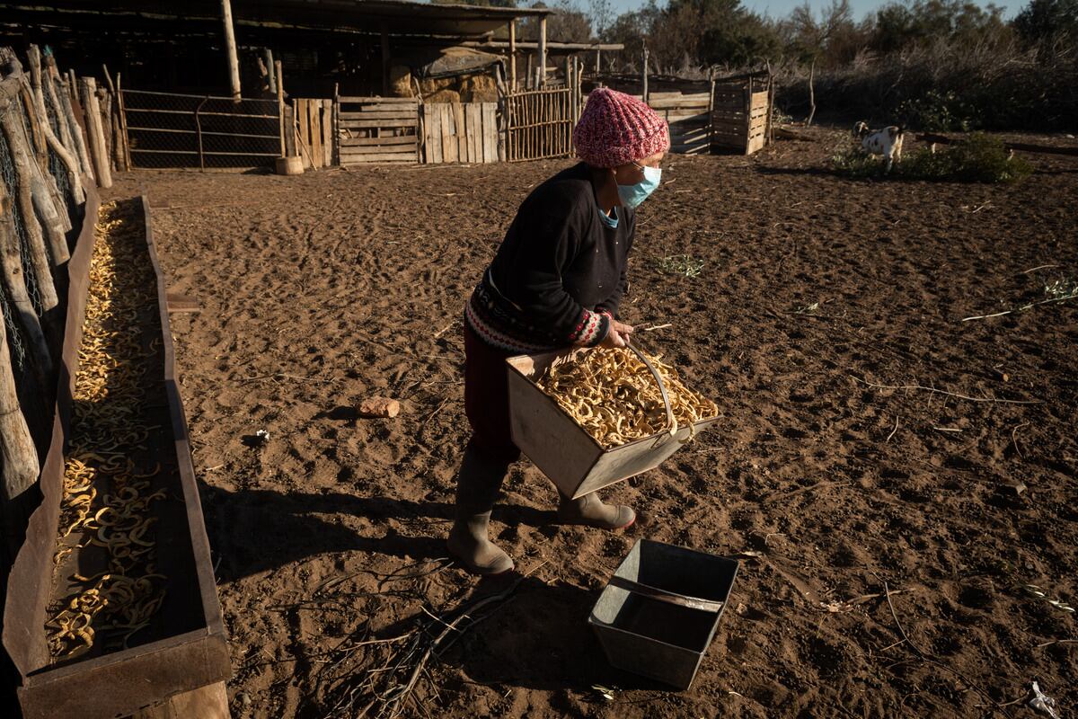 Carla Molina de Villegas llevando vainas de algarrobo para que coman sus animales