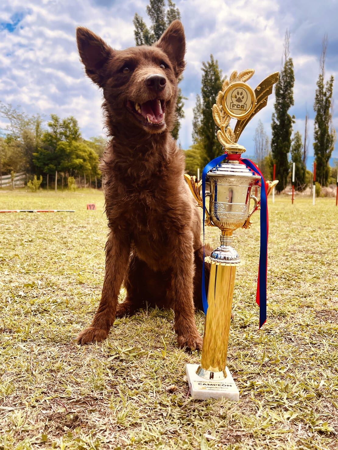 Claves y trucos del Agility, la disciplina de destrezas que es ideal para entrenar a los perros. Foto: Gentileza