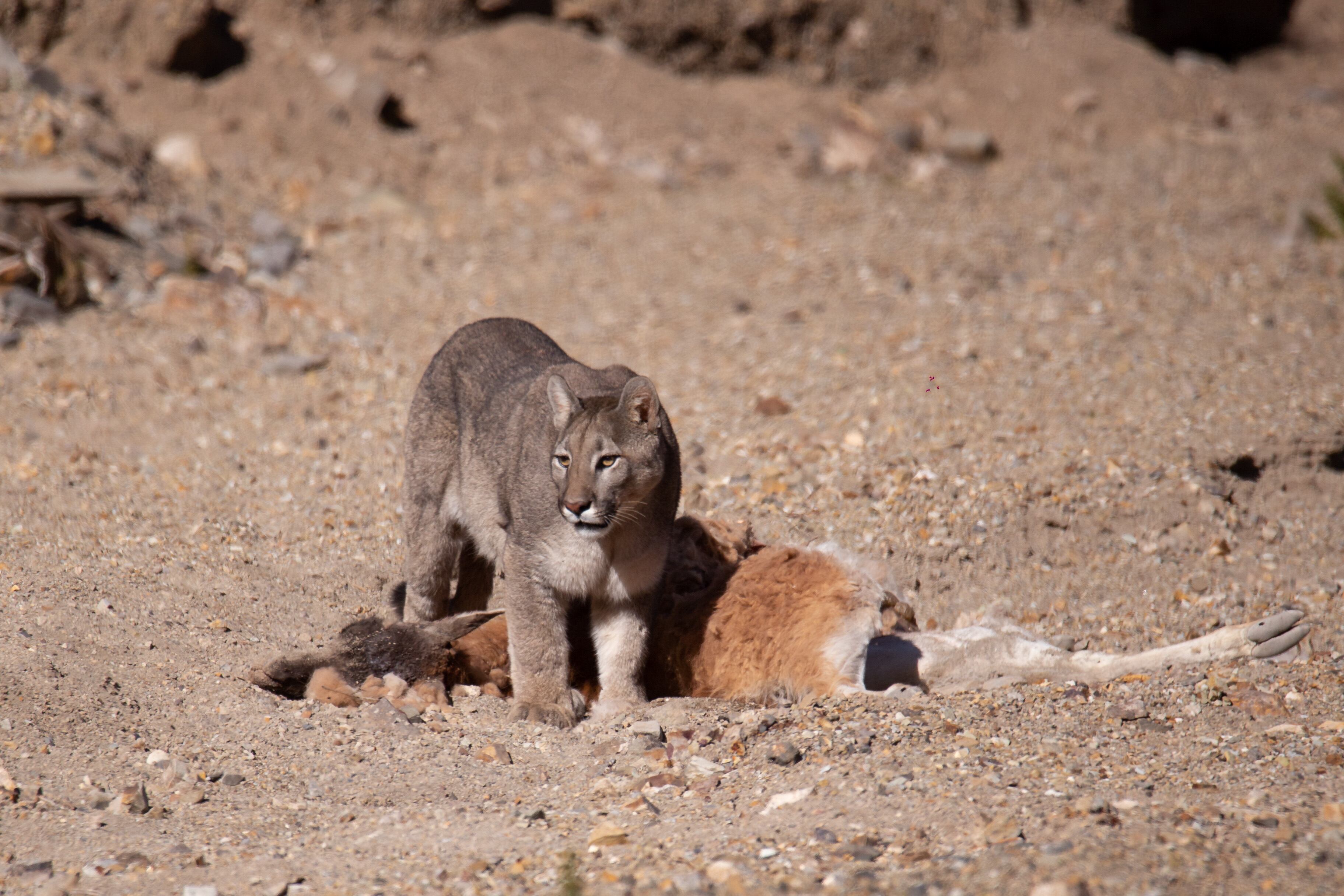 Fotos y videos del impactante avistaje de un puma en Villavicencio comiendo un guanaco: su rol clave en el ecosistema. Foto: Gentileza Martín Pérez (@cuyo.birding.3)