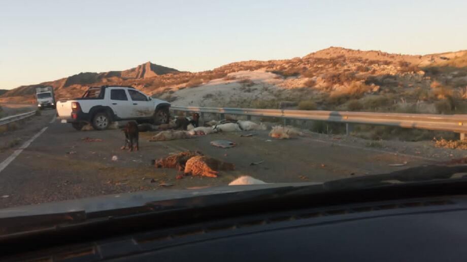 Automovilista chocó y mató a 40 chivos en el norte neuquino. Foto: Radio Chos Malal 102.1