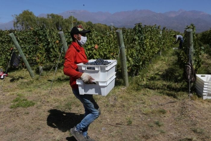 Cosechadores trabajando en pandemia.