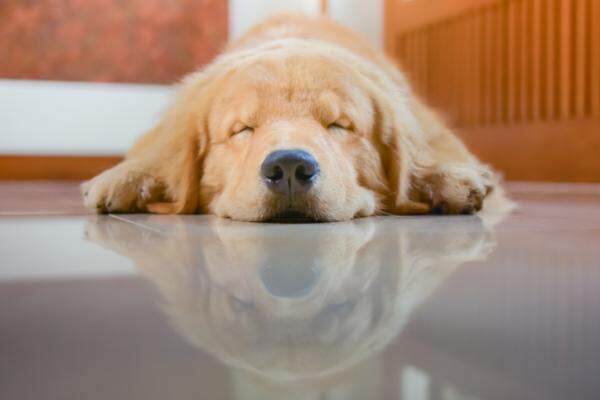 Esto significan las poses de los perros al dormir. (Web).