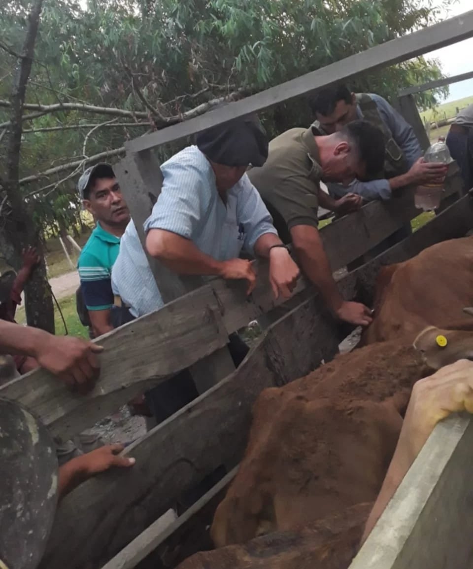 Un trabajador frustró el robo de animales en una finca que hubieran significado pérdidas por $15 millones (Foto: El Litoral)