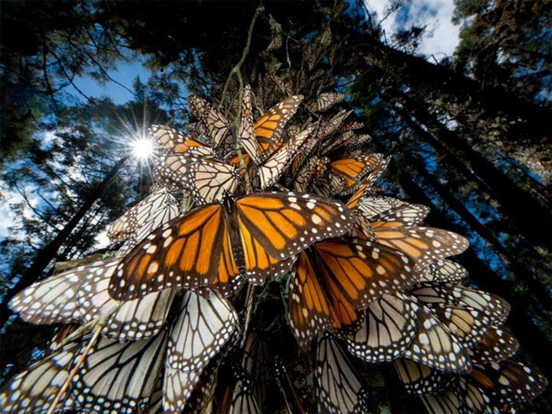 La mariposas monarca en peligro de extinción luchan por sobrevivir - Gentileza National Geographic