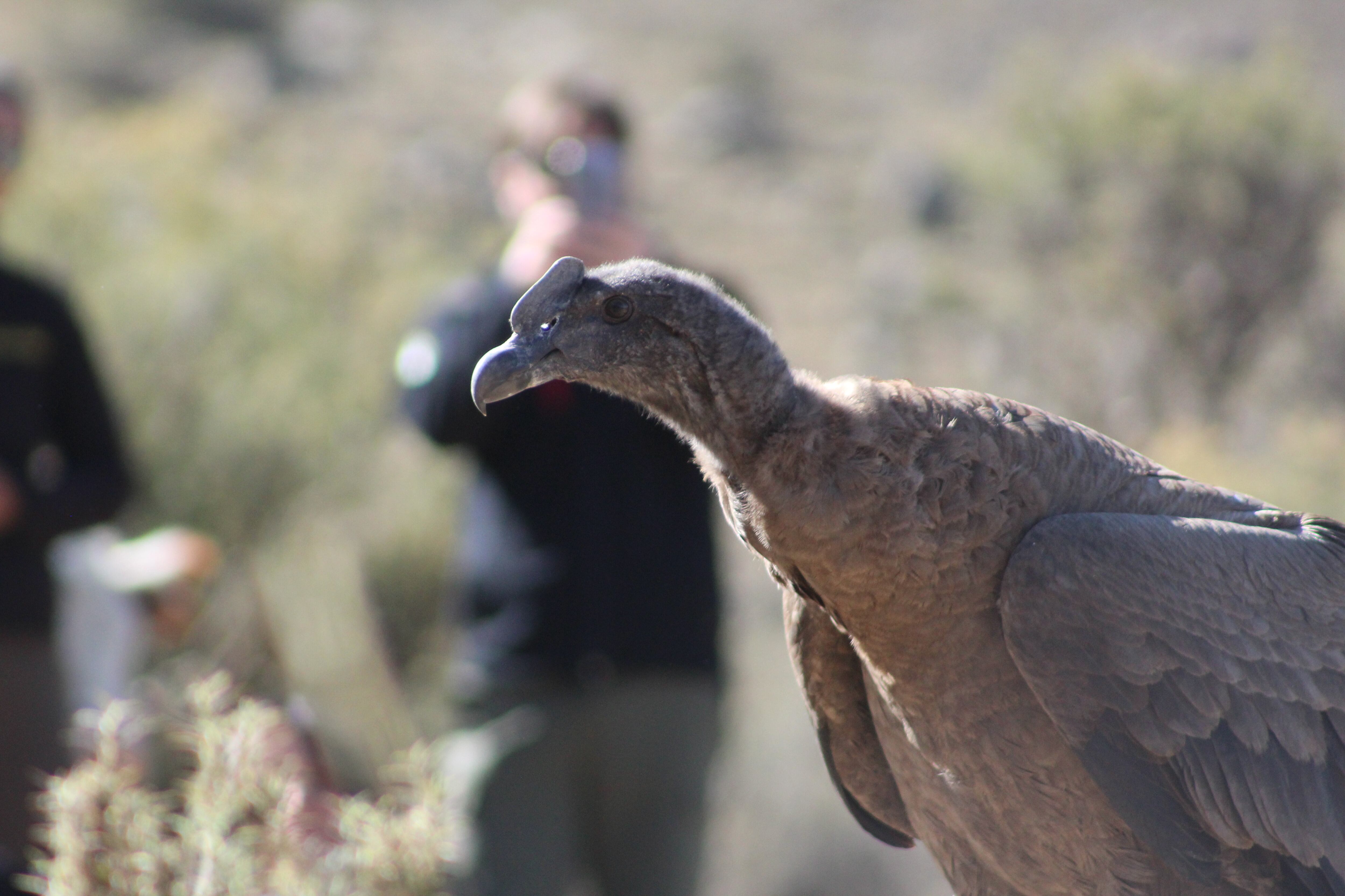 Impactantes fotos: así fue la emotiva liberación del cóndor Tupun Catu en el Cordón del Plata. Foto: Gentileza: Martín García (Departamento de Fauna Silvestre de Mendoza).