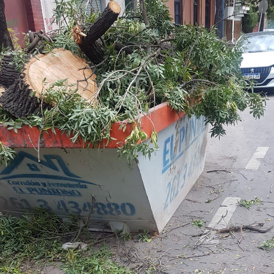 Los restos del ejemplar se encontraban frente a la obra en construcción