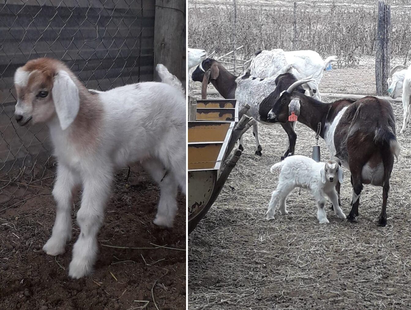 Nació el primer cabrito de semen cripreservado en Mendoza