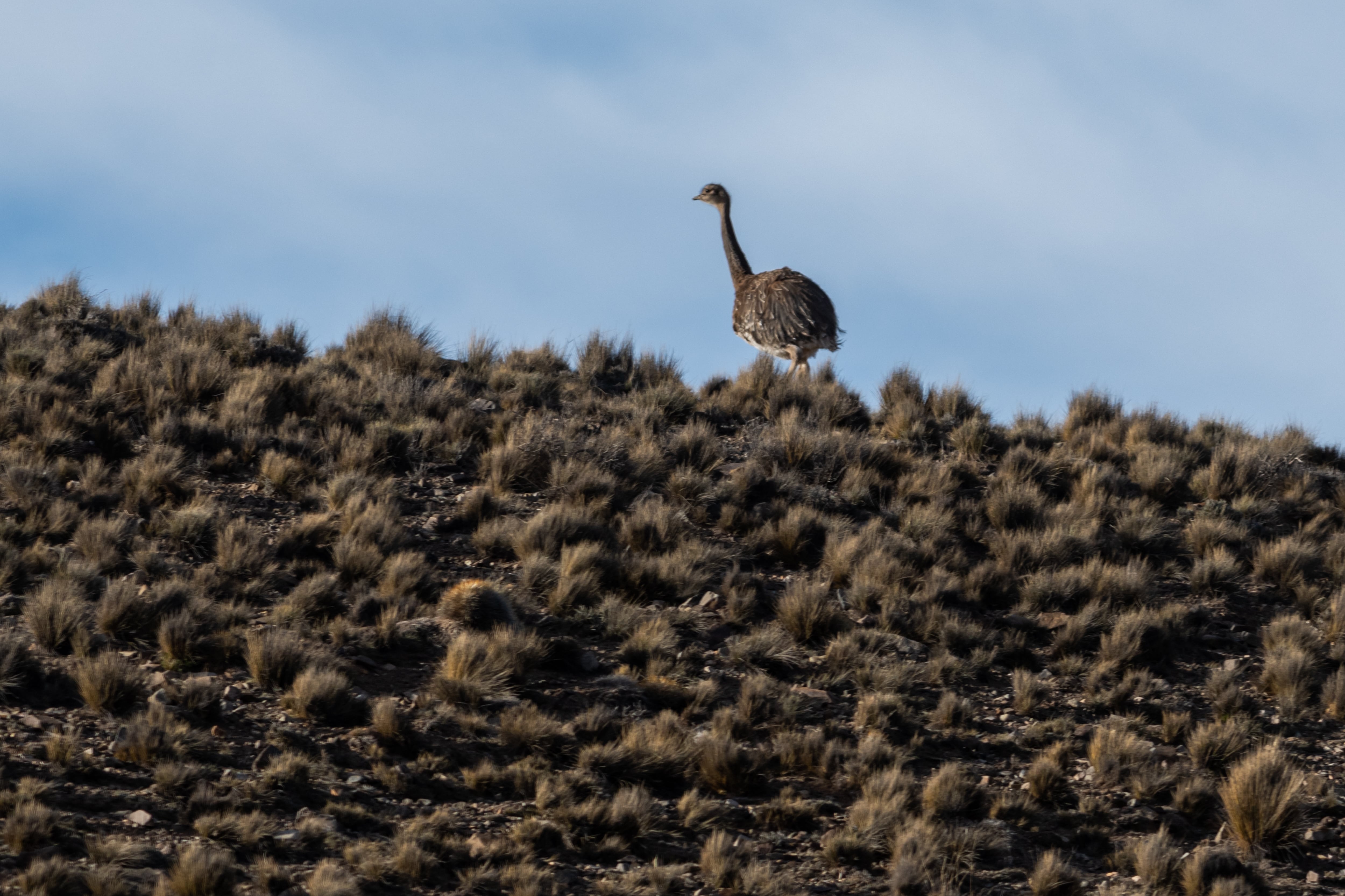 Mendoza 10 de junio de 2020 Sociedad, Reserva Natural Villavicencio
El cuerpo de Guardaparques de la Reserva Natural Villavicencio realiza un atrabajo de conservacion y prevencion de la caceria ilegal. Gracias a este trabajo se comenzo a recuperar la poblacion de las destintas especies que habitan la montana mendocina.    
Nandu Petizo o Choique 
Foto: Ignacio Blanco / Los Andes