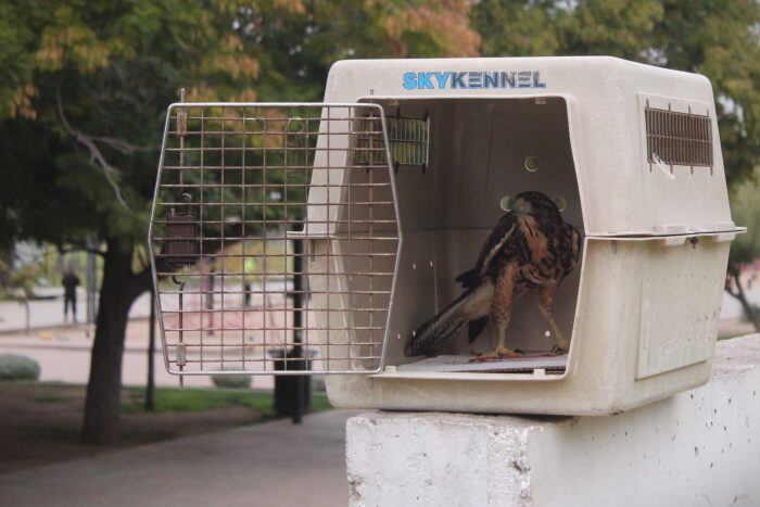 Fotos y videos: Así fue la liberación de 4 gavilanes en Mendoza, claves para el control natural de plagas. Foto: Prensa Gobierno de Mendoza