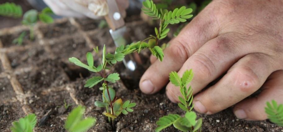 En las distintas etapas del cultivo se aplica conocimiento y desarrollo tecnológico.