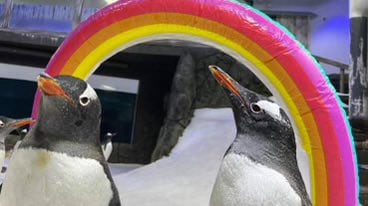 Murió Sphen, el famoso pingüino gay que formó una familia. Foto: X