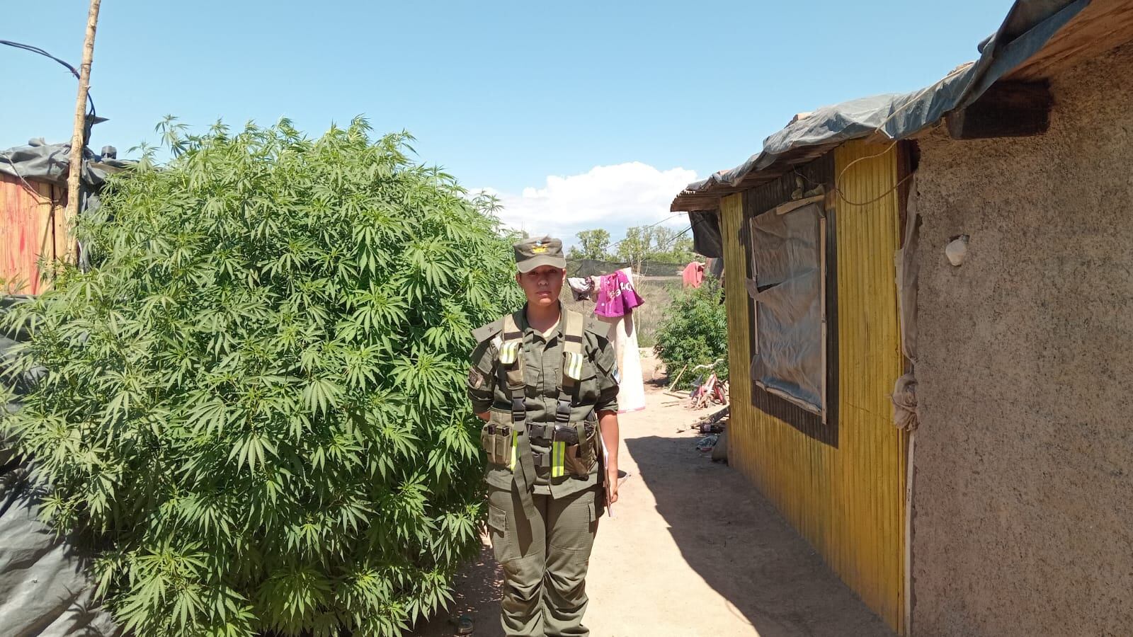 Plantas de gran altura fueron secuestradas en Luján. Gentileza Gendarmería Nacional.