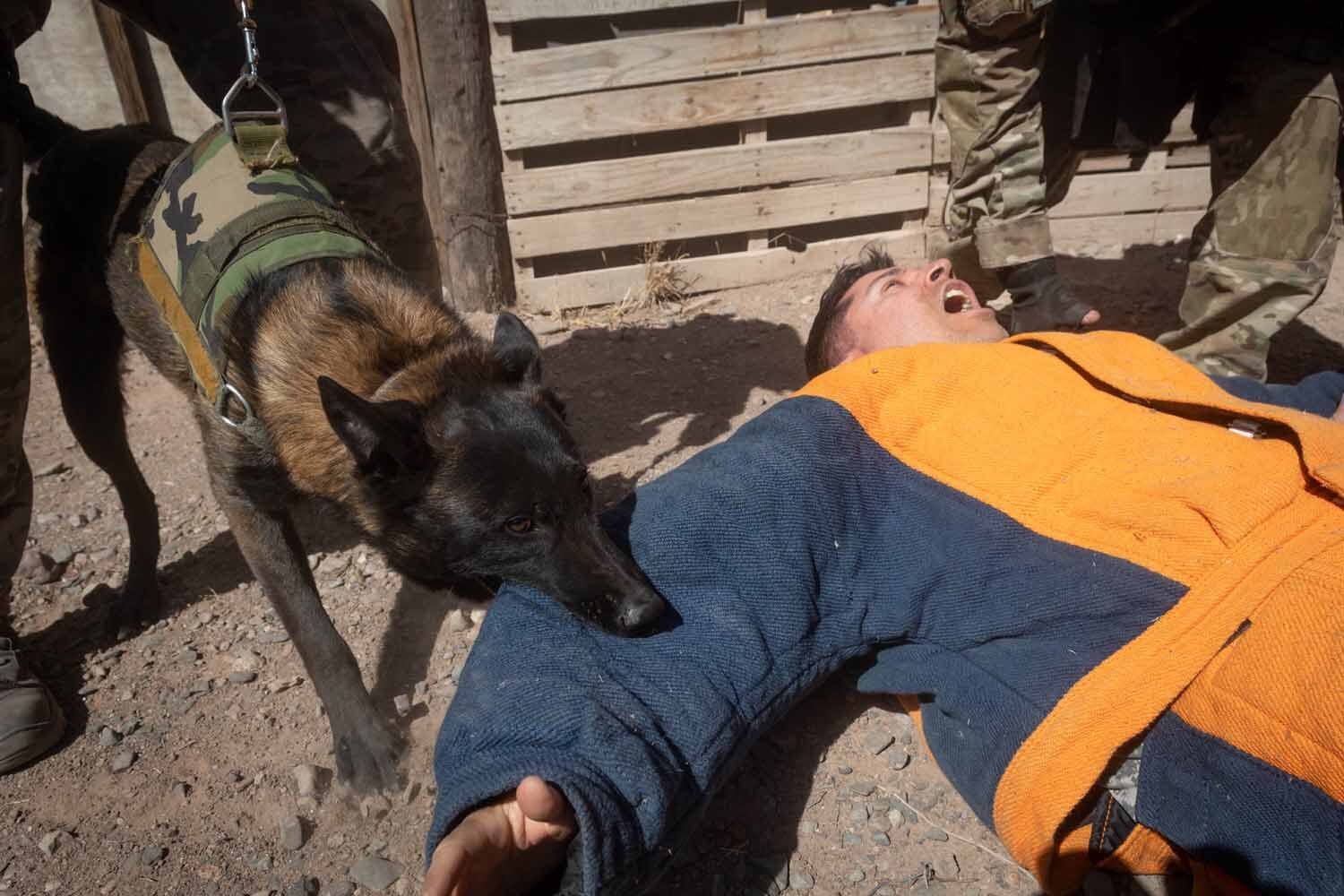 Entrenamiento Tactico del Grupo Especial de Seguridad  GES  

El Grupo Especial Seguridad GES desde hace poco más de un año cuenta con una nueva sección, se llamada Sección K-9 Grupo de Intervención Táctica, son tres Pastores Belgas Malinois especialmente entrenados para resolición de conflictos con rehenes y así evitar el uso de la fuerza letal, sus nombres son Kratos, Floky y Ragnar. Foto: Ignacio Blanco / Los Andes