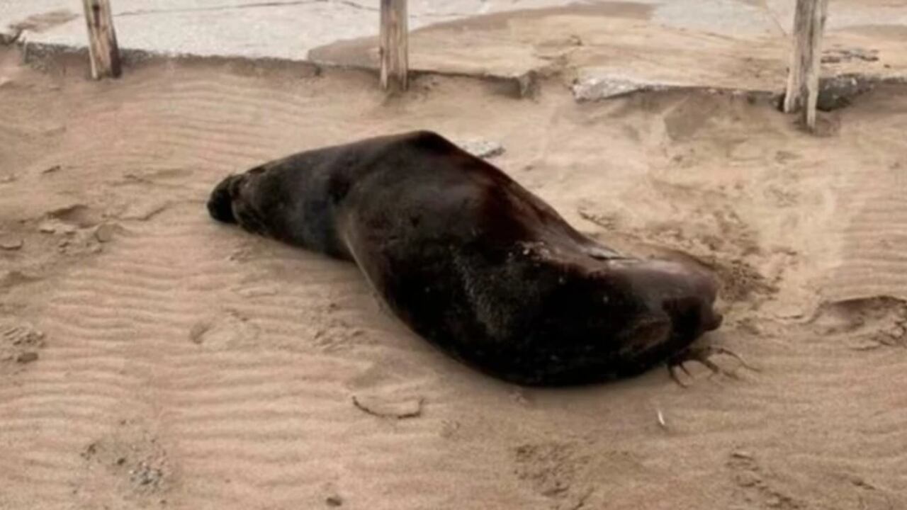 La gripe aviar afectó a lobos marinos en Necochea. Foto: 0223.