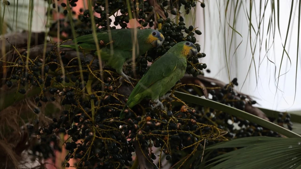 Llevaron un loro argentino a la casa y se contagiaron de psitacosis - Foto EFE