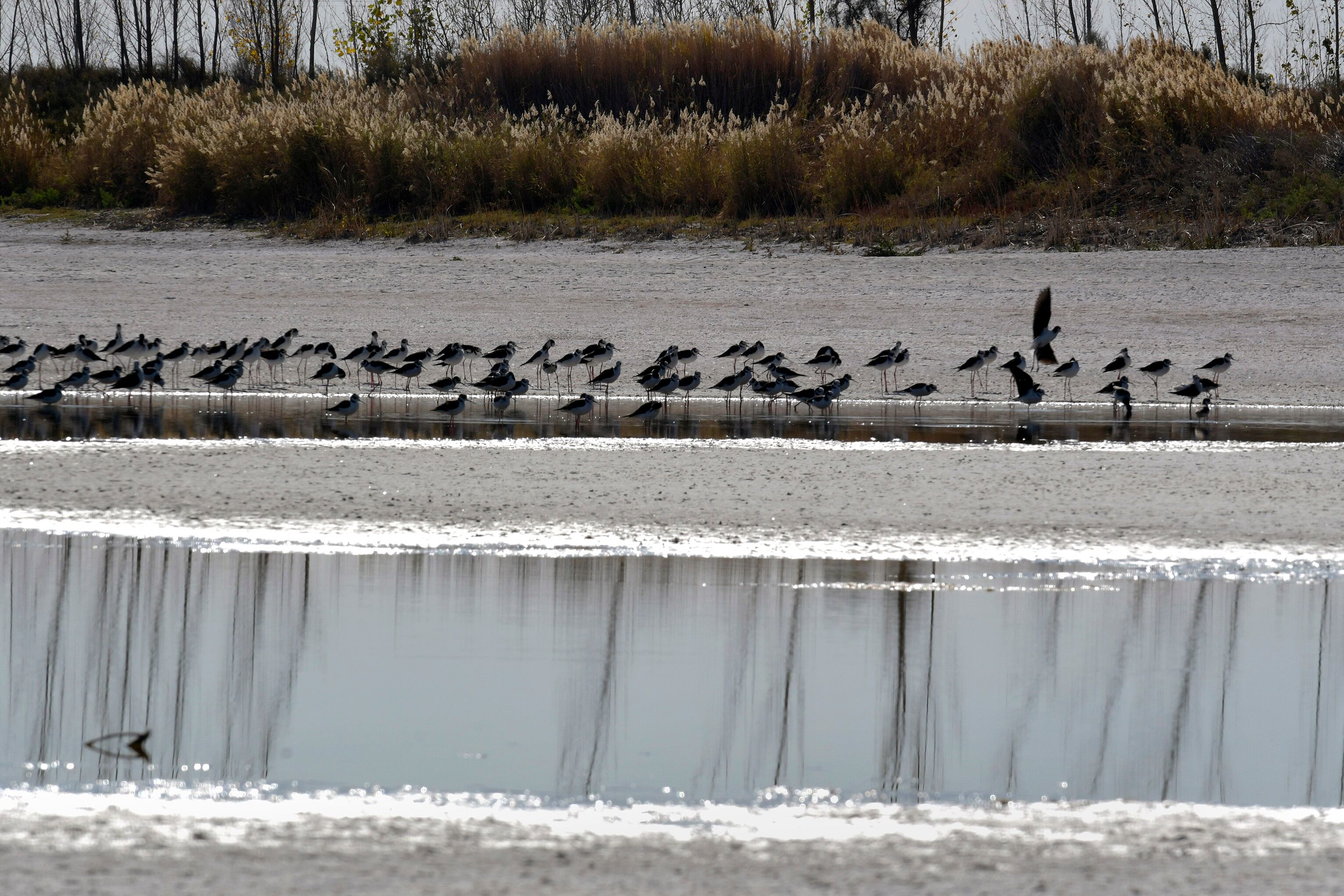 La Laguna del Viborón, un humedal clave que está al borde de la sequía absoluta y desaparición. Foto: Orlando Pelichotti / Los Andes.