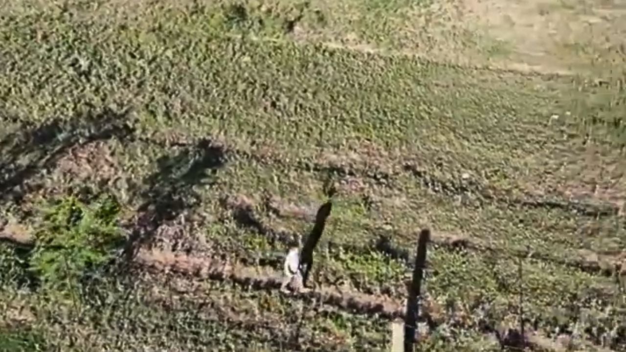 Encontraron a una nena perdida en La Pampa gracias a un dron / Captura de video