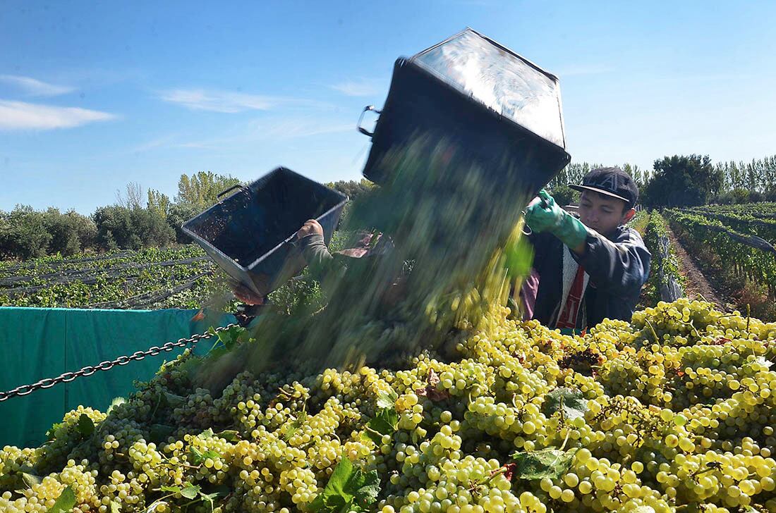 La falta de uva blanca también complica a los vinos espumosos. - Foto: Archivo / Los Andes