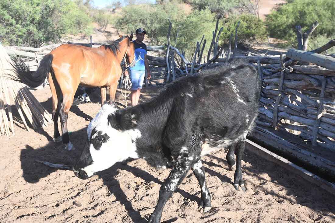 Los animales están flacos al no haber pasto por la escasez de lluvia en la zona. Foto José Gutierrez