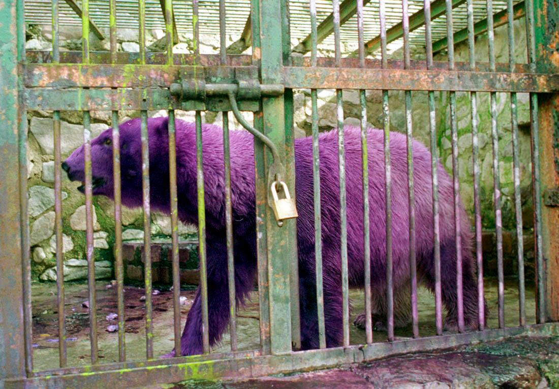 Pelusa, la osa polar que llegó al Zoo de Mendoza en 1980 y falleció en el lugar en 2012. Por un tratamiento para prevenir hongos, se teñía su pelaje de violeta. Foto: Archivo Los Andes.