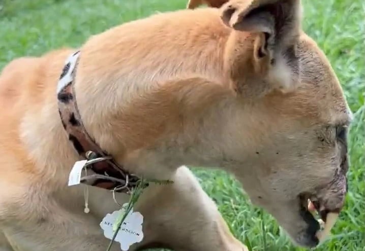 Voldemort, el perro sin hocico al que nadie quiere adoptar.