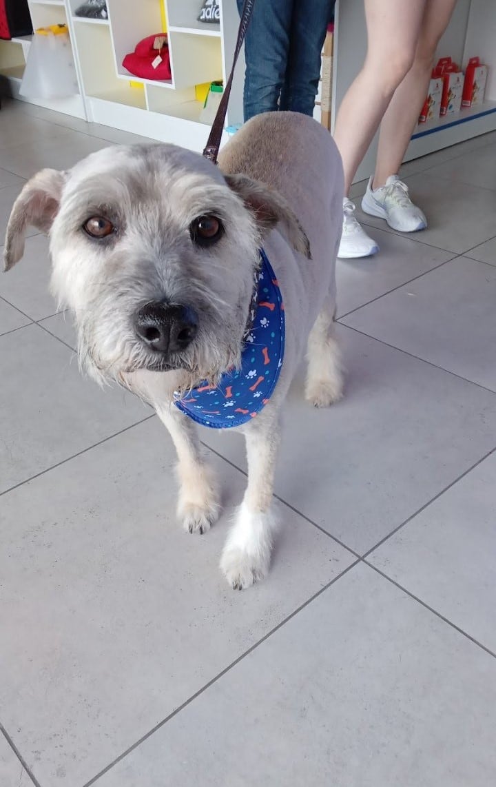 Tommy recibió asistencia veterinaria tras la agresión, pero no encontró un hogar definitivo hasta que Katty se encariñó con él y le brindó un espacio seguro. Foto: @Kattycita10 / Twitter